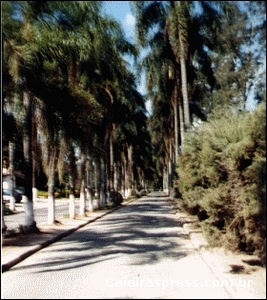 Rua dos Coqueiros